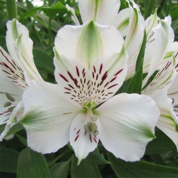 Alstroemeria Majestic Mazé - Inkalilie