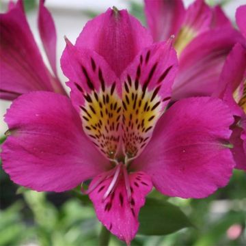 Alstroemeria Majestic Montsoreau - Inkalilie