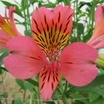 Alstroemeria Majestic Tiercé - Inkalilie