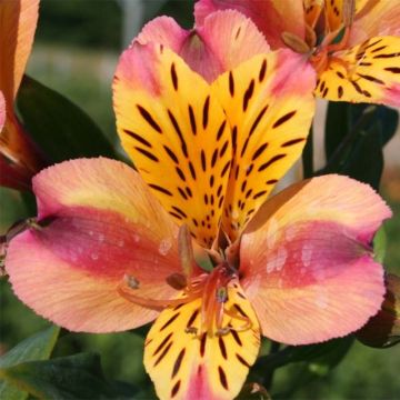 Alstroemeria Majestic Aubance - Inkalilie