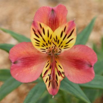 Alstroemeria Majestic Avrillé - Inkalilie