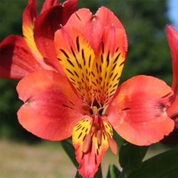 Alstroemeria Majestic Brissac - Inkalilie