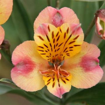 Alstroemeria Majestic Chartrené - Inkalilie