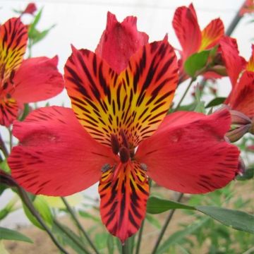 Alstroemeria Majestic Chinon - Inkalilie