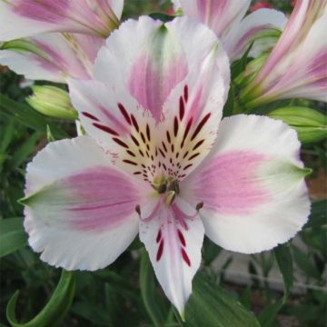 Alstroemeria Majestic Fougeré - Inkalilie