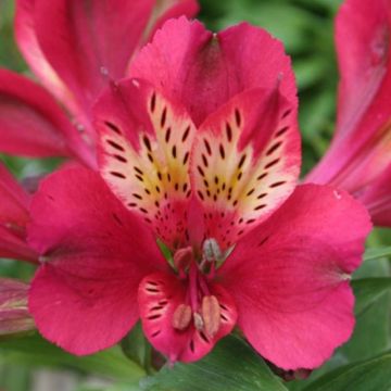 Alstroemeria Pitchounes Gaspard - Inkalilie