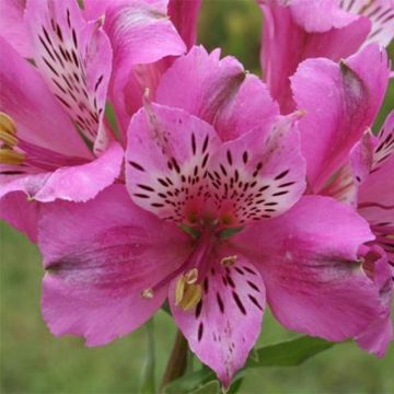 Alstroemeria Pitchounes Oceane - Inkalilie