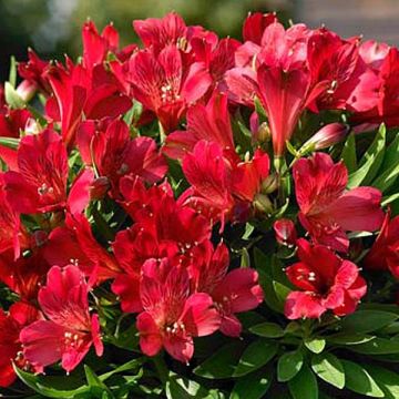 Alstroemeria Inticancha Red ou Valentino - Inkalilie