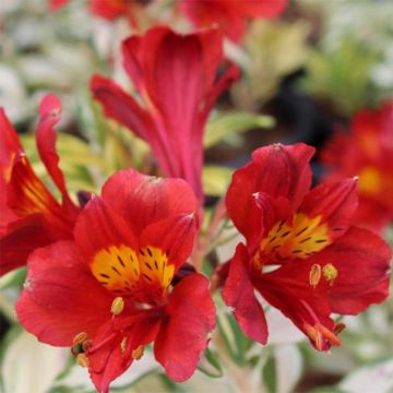 Alstroemeria Rock'n roll - Inkalilie