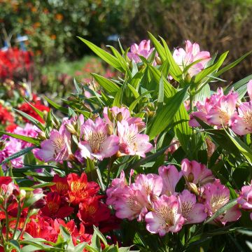 Alstroemeria Summer Paradise Summer Break - Inkalilie