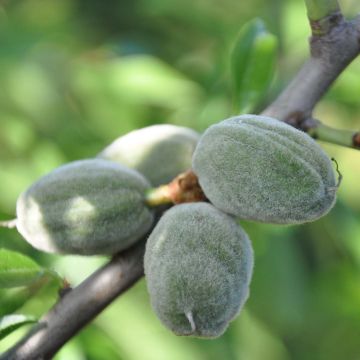 Mandelbaum Supernova - Prunus dulcis