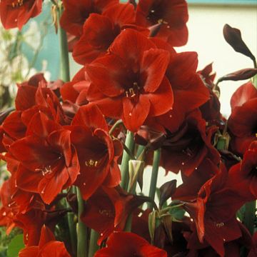 Hippeastrum Benfica - Ritterstern