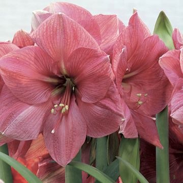 Hippeastrum Hercule - Ritterstern