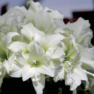 Amaryllis double Ice Queen