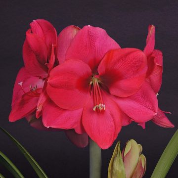 Hippeastrum Lagoon - Ritterstern