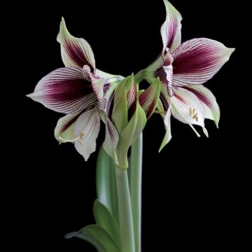 Hippeastrum Papilio - Ritterstern