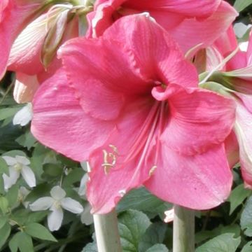 Hippeastrum Pink Surprise - Ritterstern