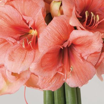 Hippeastrum Rilona - Ritterstern