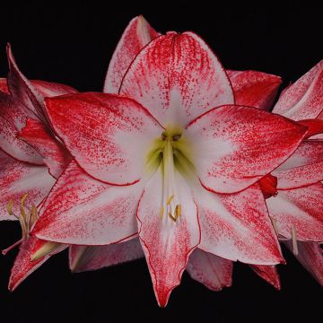 Hippeastrum Spotlight - Ritterstern