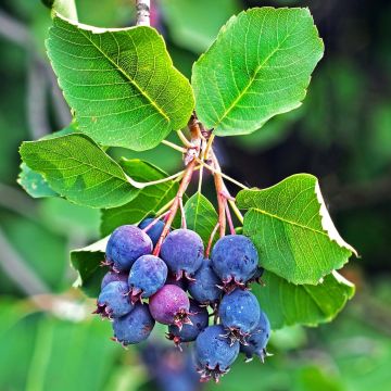 Erlenblättrige Felsenbirne Saskatoon Berry - Amelanchier alnifolia