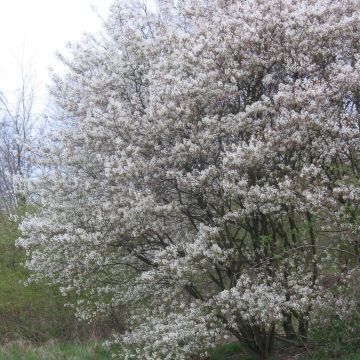 Amelanchier lamarckii - Amélanchier de Lamarck