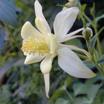 Aquilegia caerulea Snow Queen - Garten-Akelei