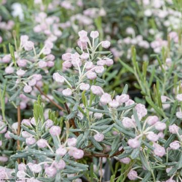 Andromeda polifolia Blue Ice - Sumpfrosmarin