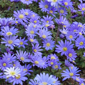 Anemone blanda Blue Shades - Balkan-Windröschen