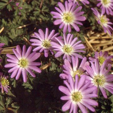 Anemone blanda Pink Star - Balkan-Windröschen