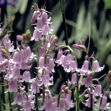 Hyacinthoides hispanica Rosea - Spanische Hasenglöckchen