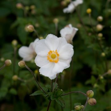 Anemone Andrea Atkinson - Japan-Herbst-Anemone