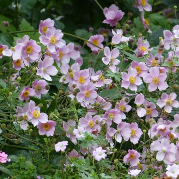 Anemone hupehensis September Charm - Chinesische Herbst-Anemone