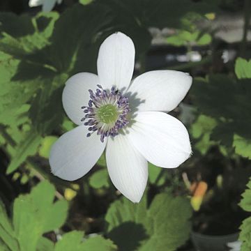 Anemone rivularis - Bach-Anemone