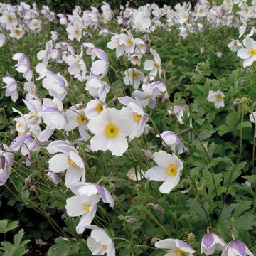 Anemone Wild Swan - Japan-Herbst-Anemone