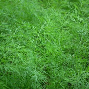 Dickblättriger Dill Bio - Anethum graveolens