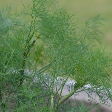 Dill Hera Bio - Anethum graveolens