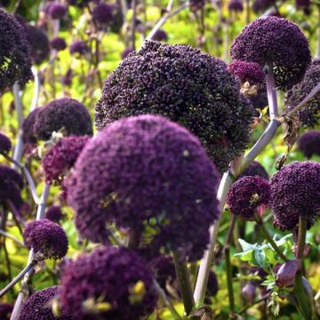 Angelica gigas - Angélique rouge