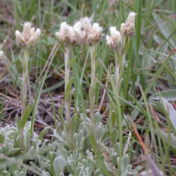 Antennaria plantaginifolia - Wegerichblättriges Katzenpfötchen