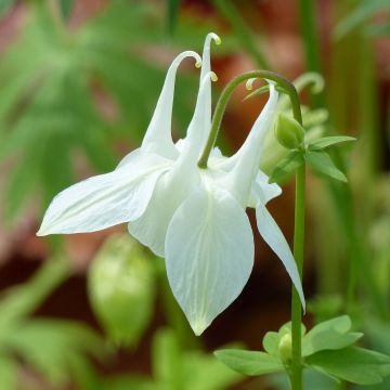 Aquilegia vulgaris var.nivea Munstead White - Garten-Akelei