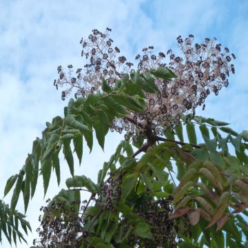 Aralia elata - Aralie