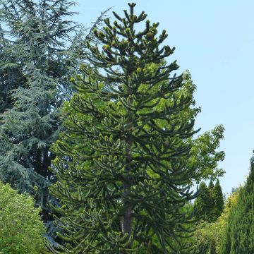 Araucaria araucana - Chilenische Araukarie