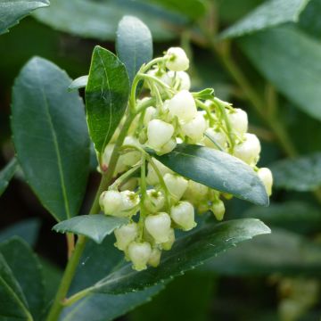 Arbutus unedo Compacta - Westlicher Erdbeerbaum