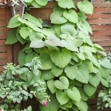 Aristolochia macrophylla - Windende Osterluzei