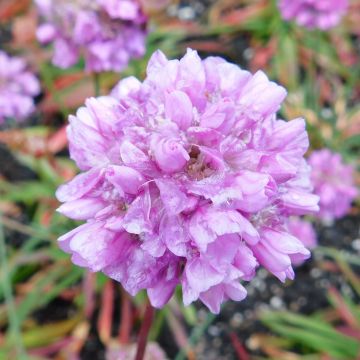 Armeria pseudarmeria Ballerina Lilac - Strand-Grasnelke