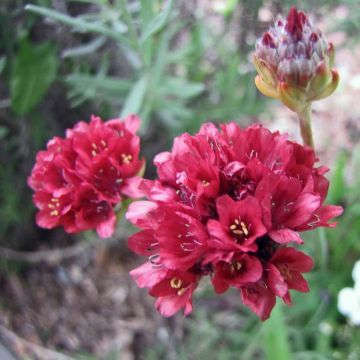 Armeria pseudarmeria Ballerina Red - Gazon d'Espagne.