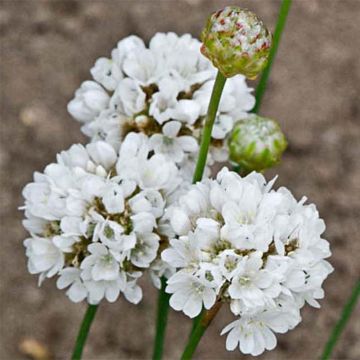 Armeria pseudarmeria Ballerina White - Gazon d'Espagne