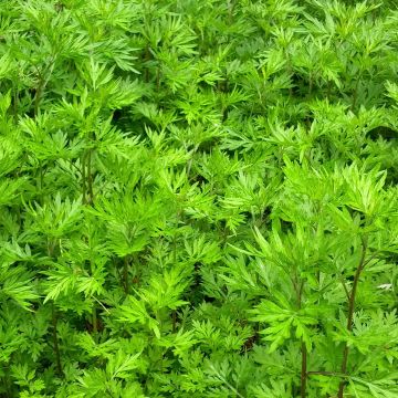 Gemeiner Beifuß Bio - Artemisia vulgaris