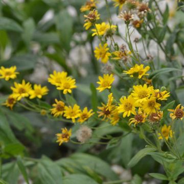 Arnika - Ferme de Sainte Marthe - Arnica montana