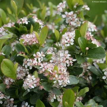 Apfelbeere Revontuli Mound - Aronia melanocarpa