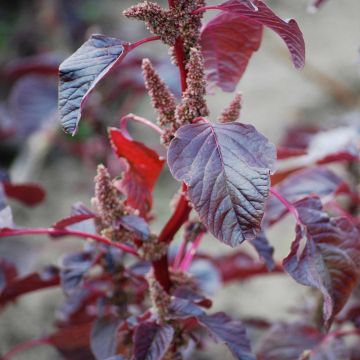 Garten-Melde Rouge Bio - Atriplex hortensis